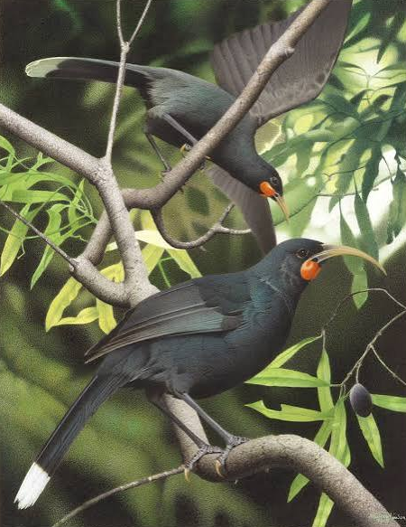 Two huia, painted from specimens: a long-billed female and a short-billed male, in forest.